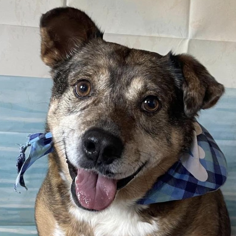 Tanning, a Adoptable Cattle Dog in Woburn, MA image 3/6