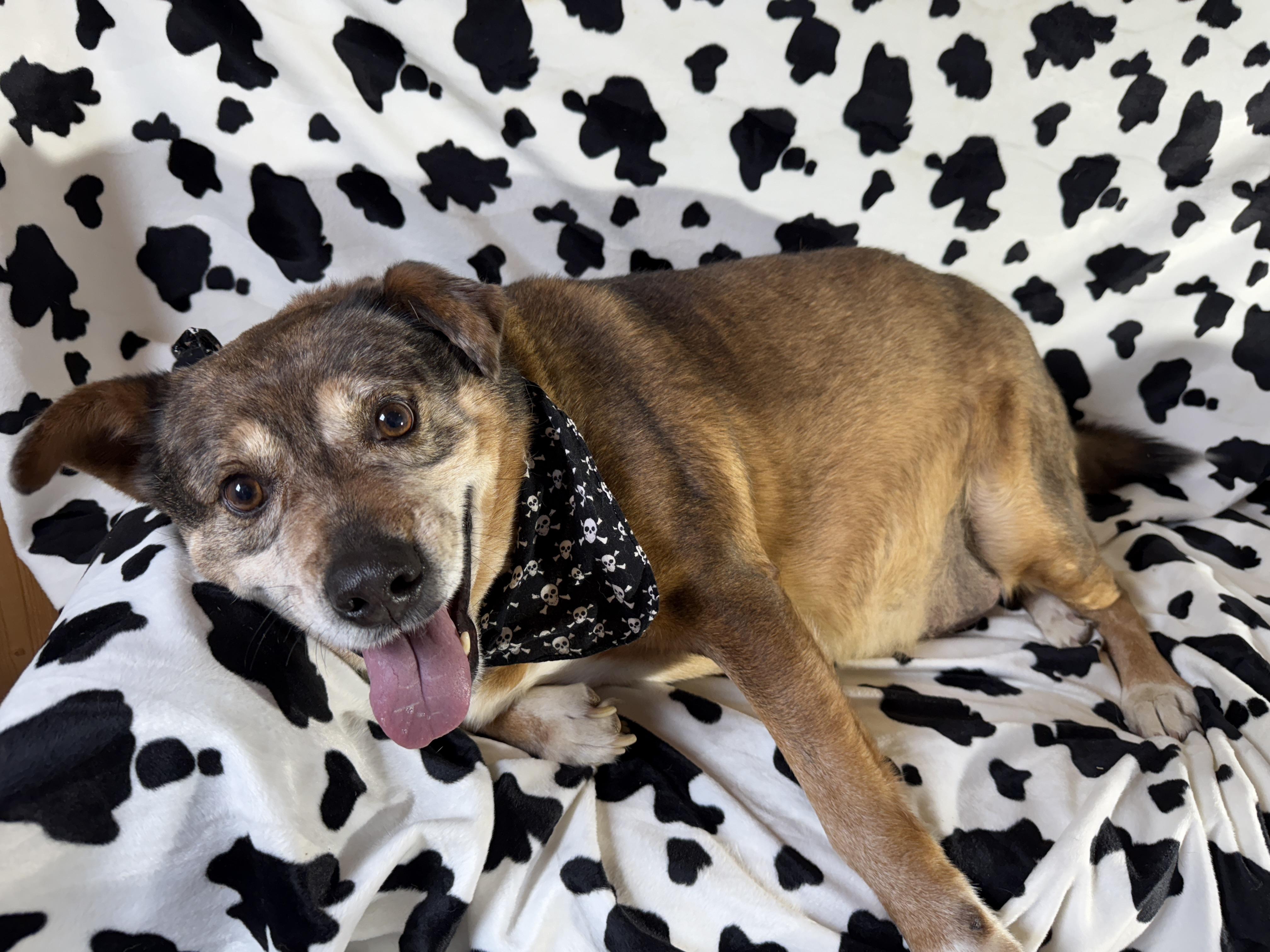 Tanning, a Adoptable Cattle Dog in Woburn, MA image 4/6