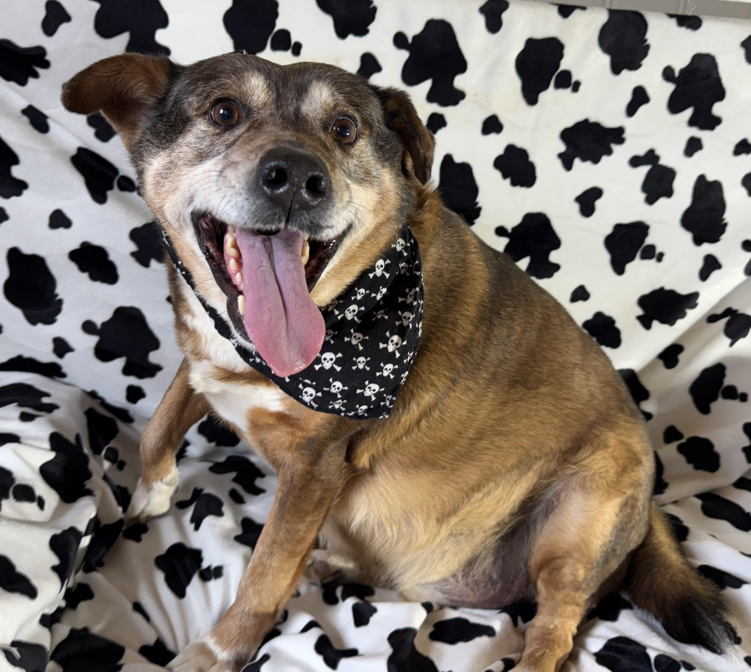Tanning, a Adoptable Cattle Dog in Woburn, MA image 5/6