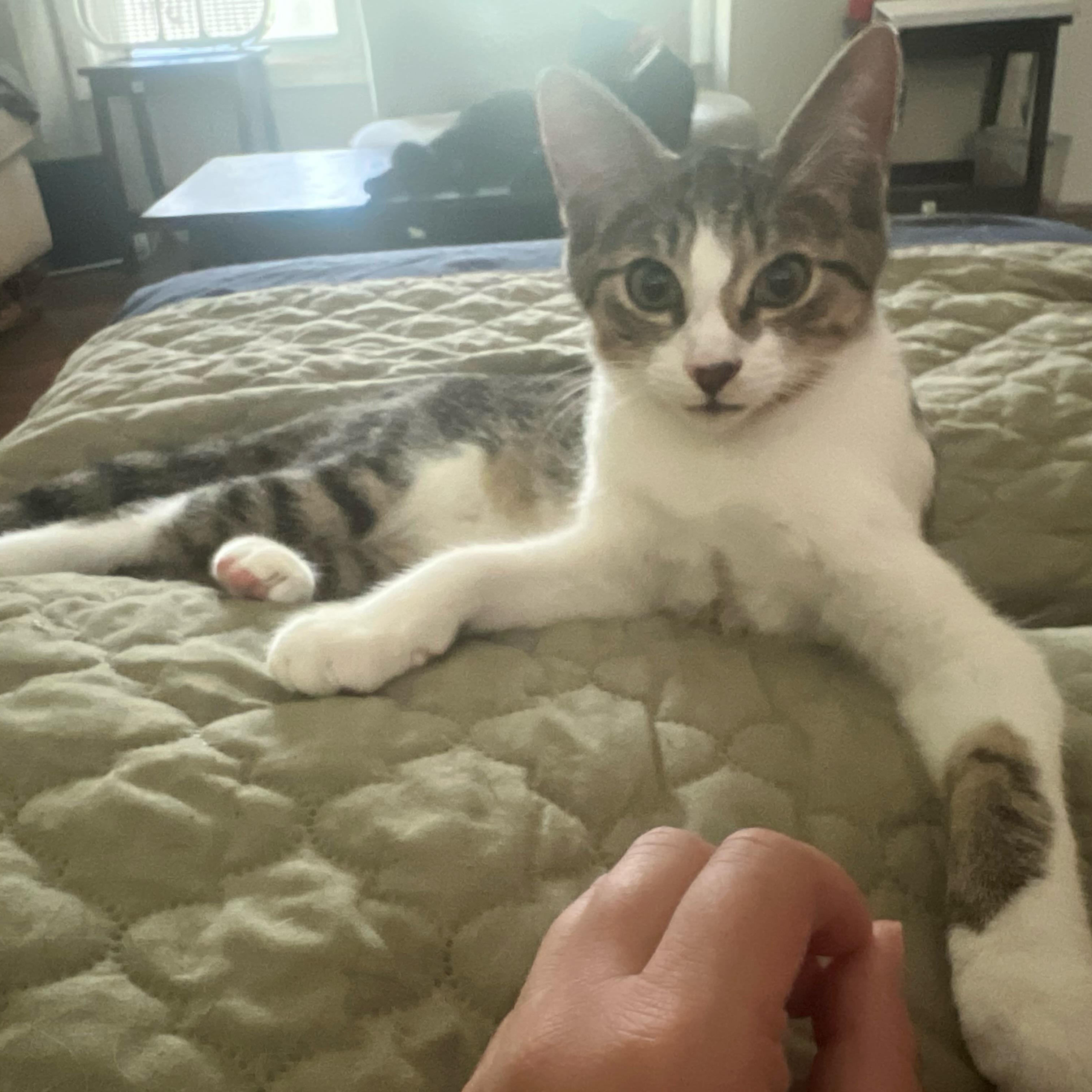 Enlarge Slash, an adoptable Domestic Short Hair in Statesboro, GA image 4/4