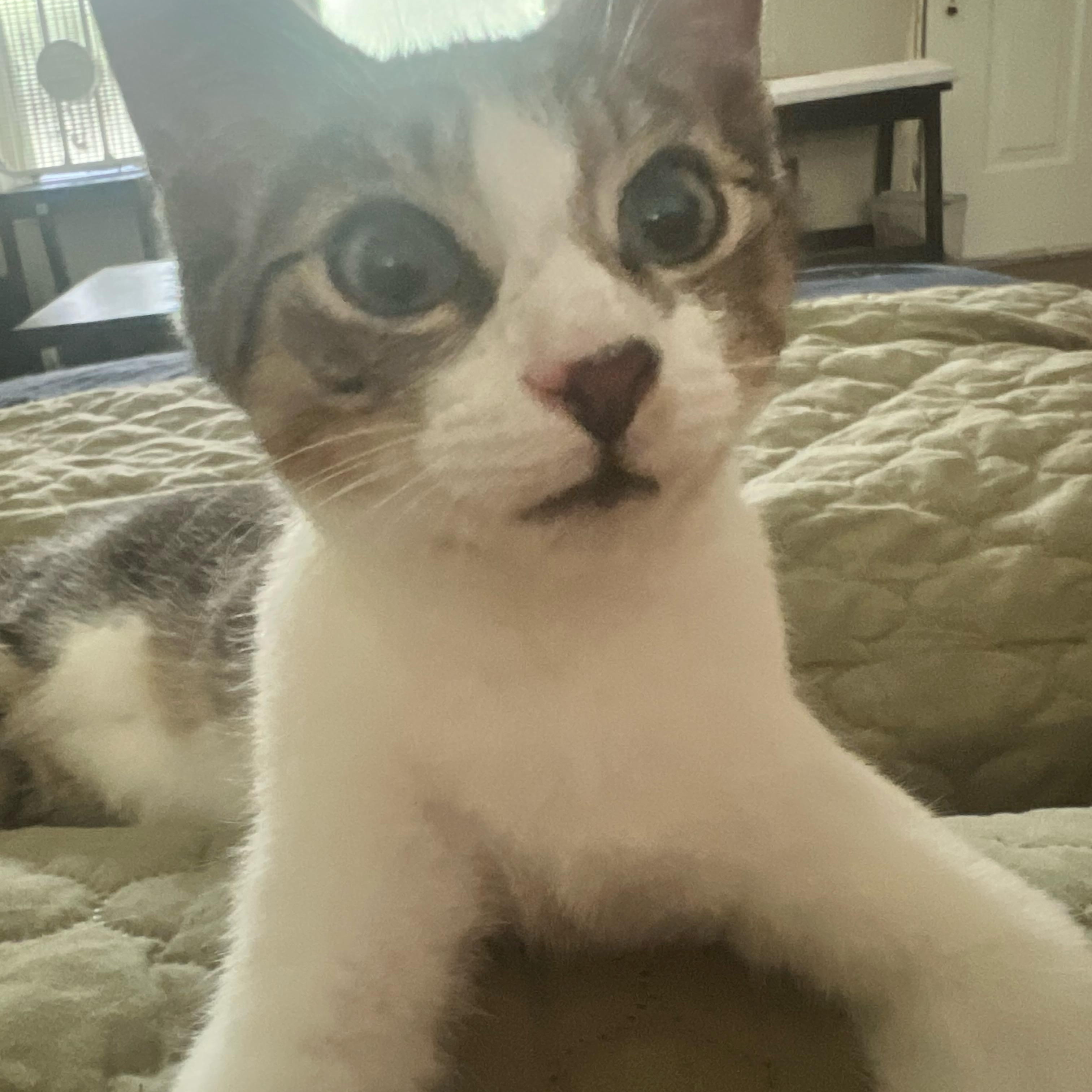 Enlarge Slash, an adoptable Domestic Short Hair in Statesboro, GA image 3/4