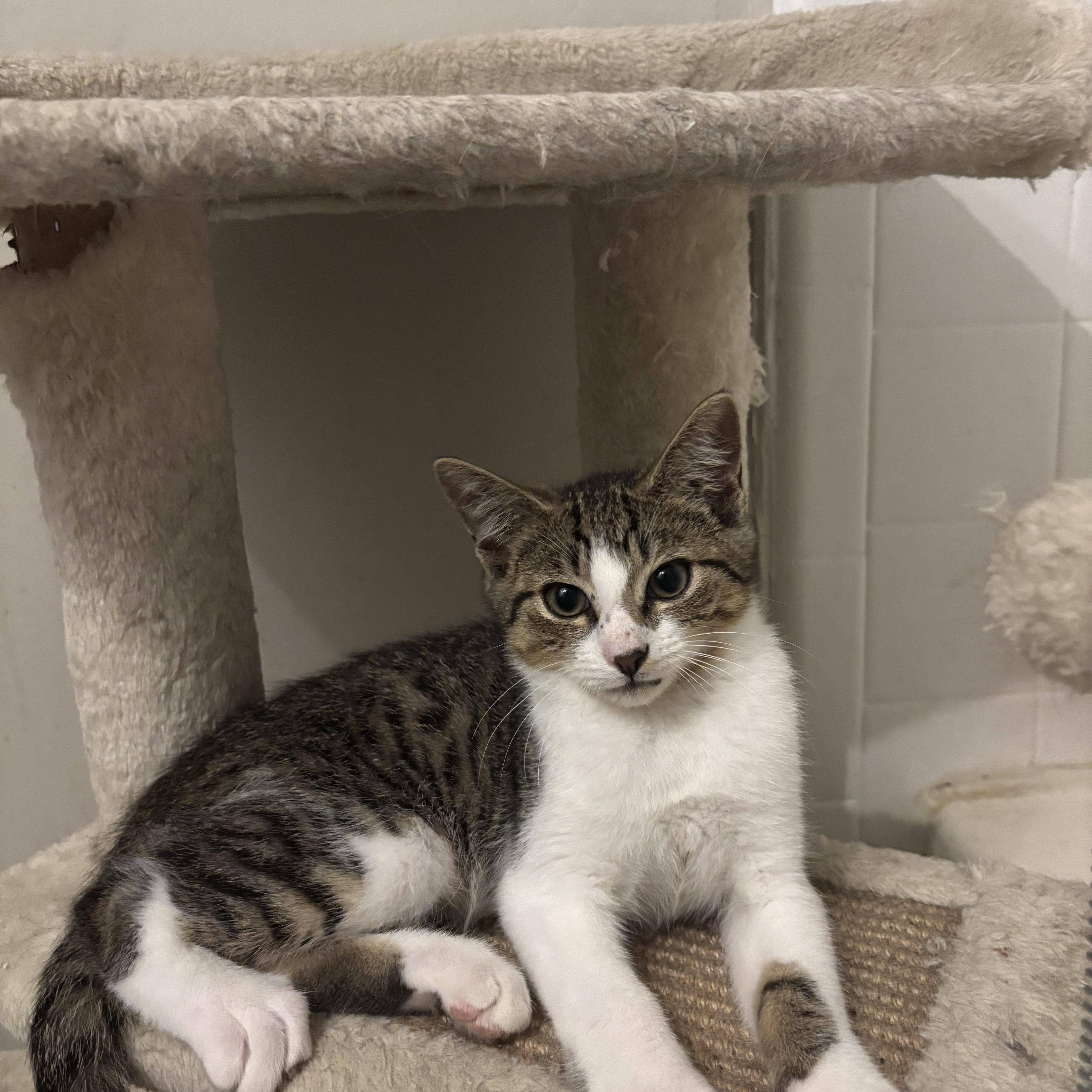 Enlarge Slash, an adoptable Domestic Short Hair in Statesboro, GA image 2/4