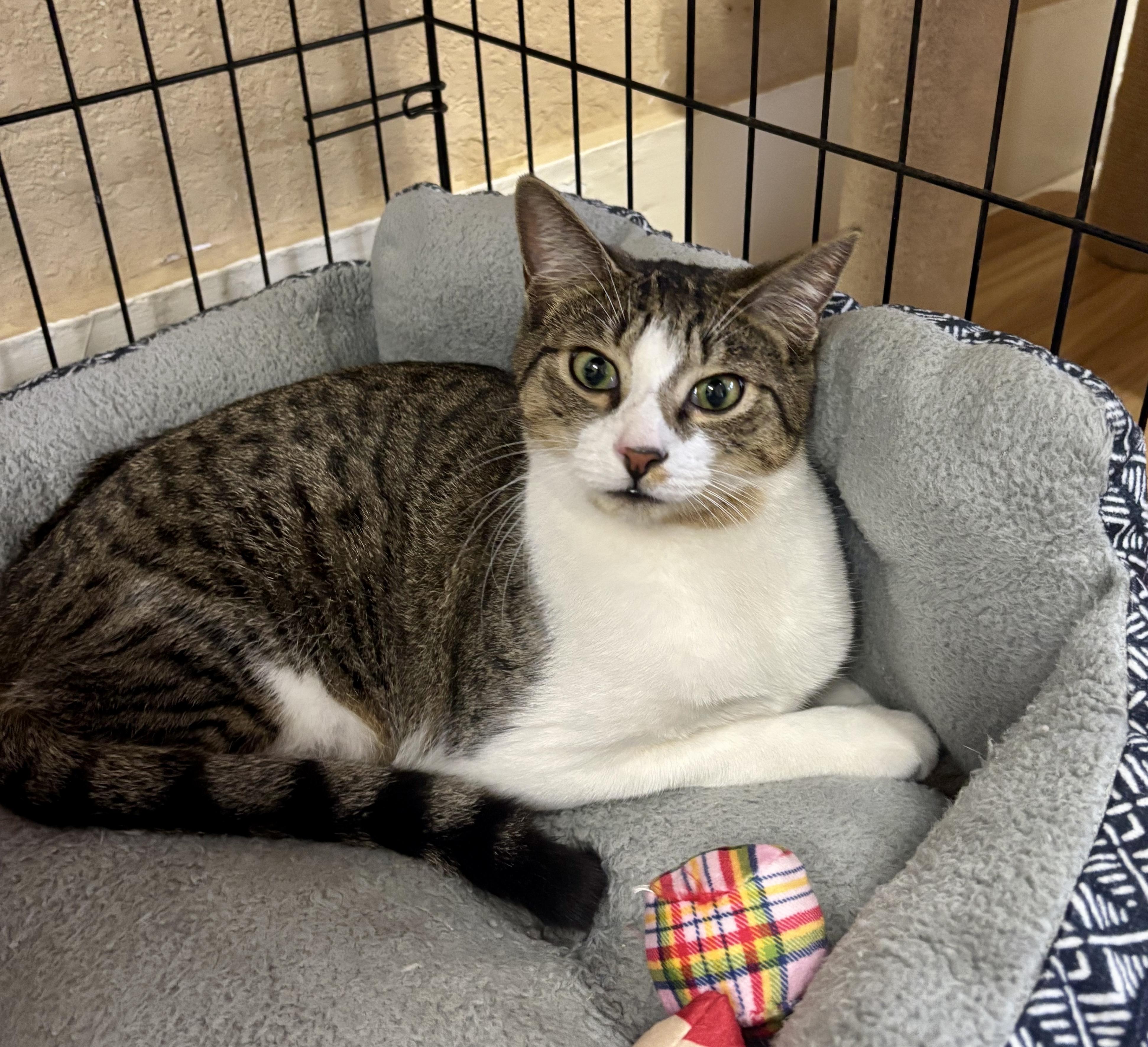 Slash, adoptable, Young Male Domestic Short Hair.