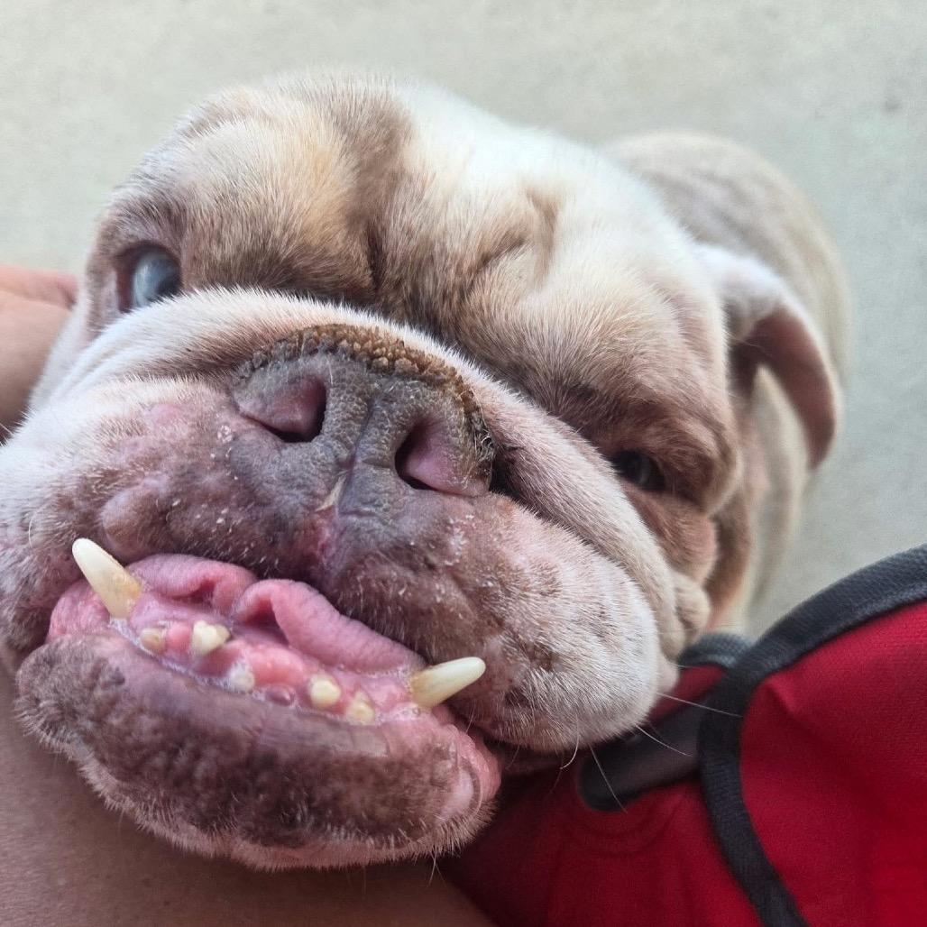 Enlarge Bruce, a Adoptable English Bulldog in Columbus, OH image 2/5