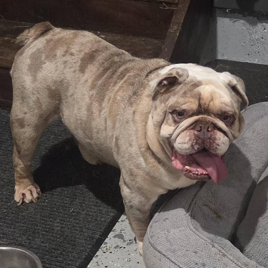 Enlarge Bruce, a Adoptable English Bulldog in Columbus, OH image 3/5
