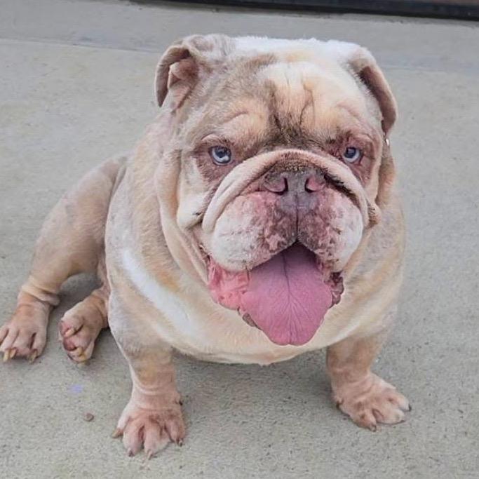 Enlarge Bruce, a Adoptable English Bulldog in Columbus, OH image 1/5