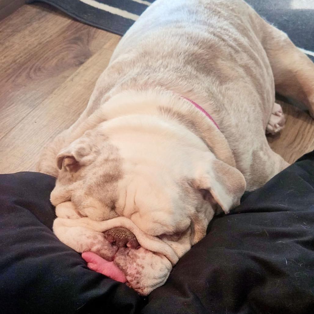 Enlarge Bruce, a Adoptable English Bulldog in Columbus, OH image 5/5