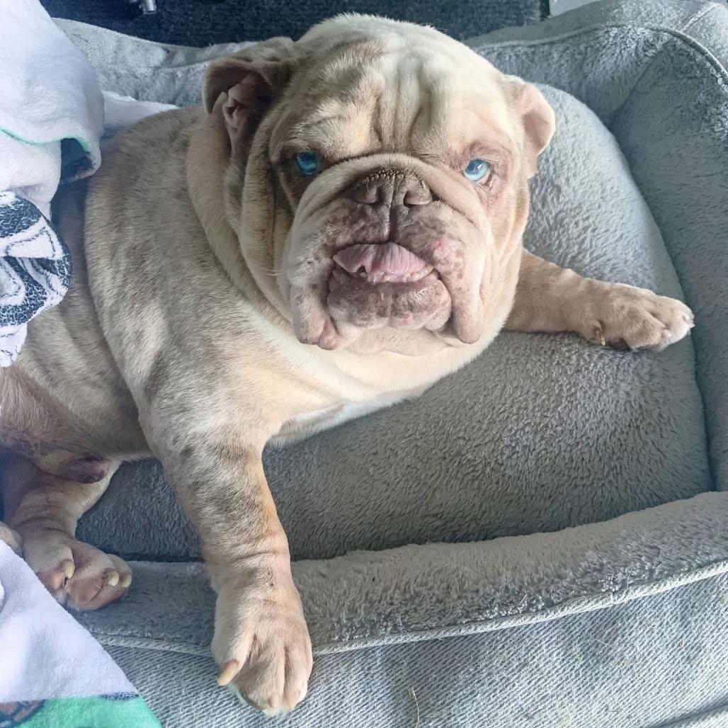 Enlarge Bruce, a Adoptable English Bulldog in Columbus, OH image 4/5