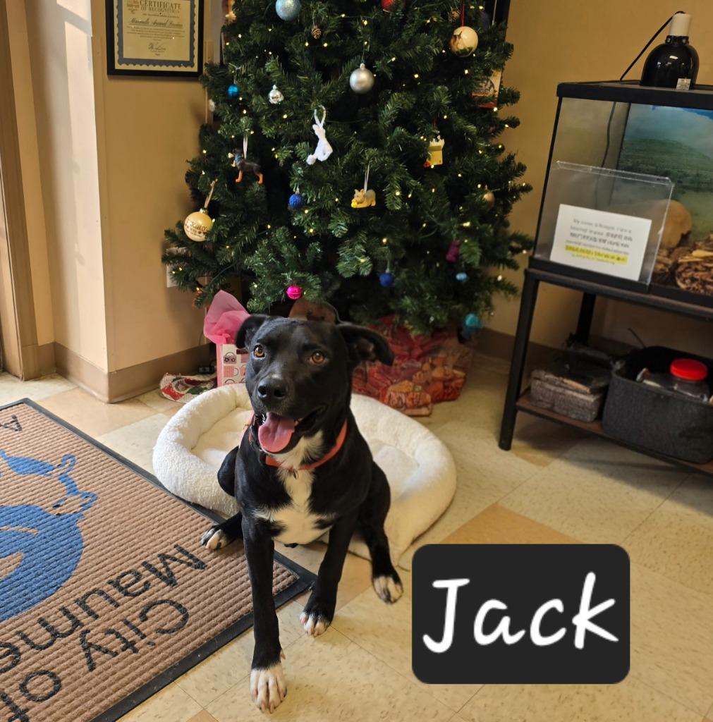 Enlarge Jack, a Adoptable mixed breed in Maumelle, AR image 1/4