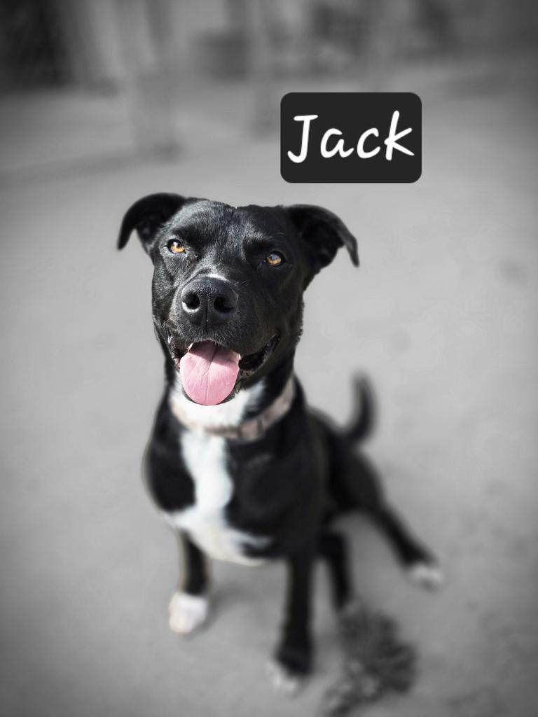 Jack, Adoptable, Adult Male Labrador Retriever & Pit Bull Terrier.