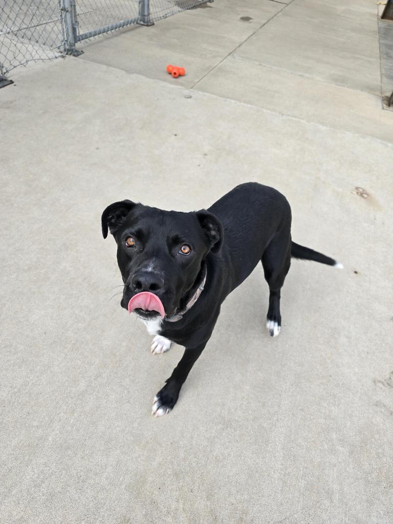 Enlarge Jack, a Adoptable mixed breed in Maumelle, AR image 2/6