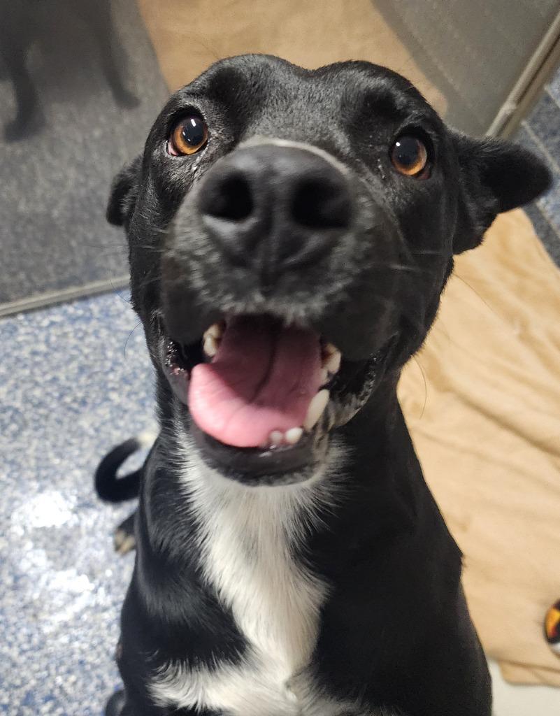 Enlarge Jack, a Adoptable mixed breed in Maumelle, AR image 3/6