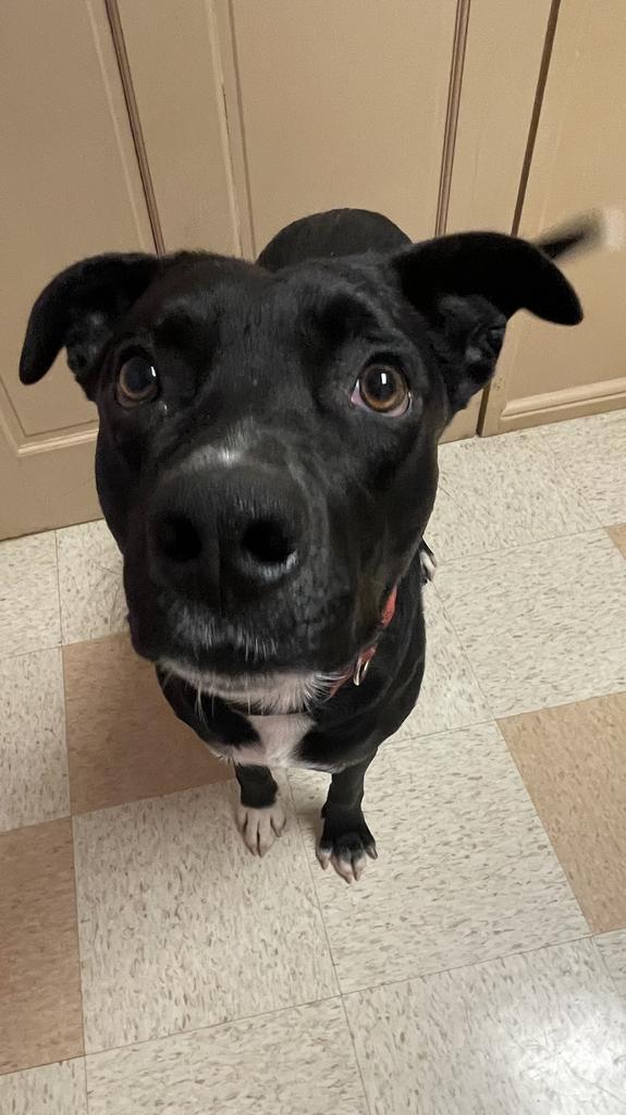 Enlarge Jack, a Adoptable mixed breed in Maumelle, AR image 4/6