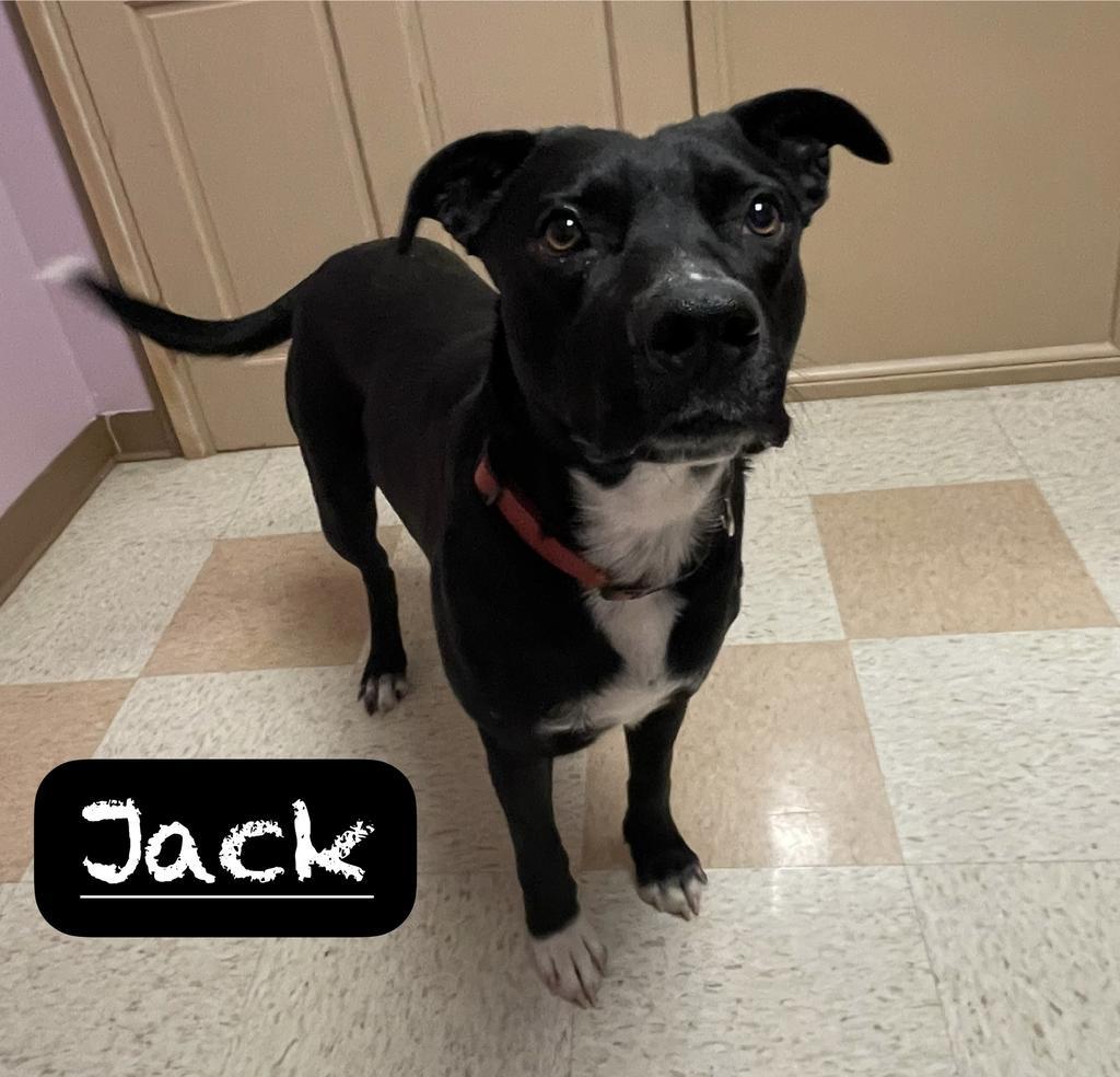 Enlarge Jack, a Adoptable mixed breed in Maumelle, AR image 4/4