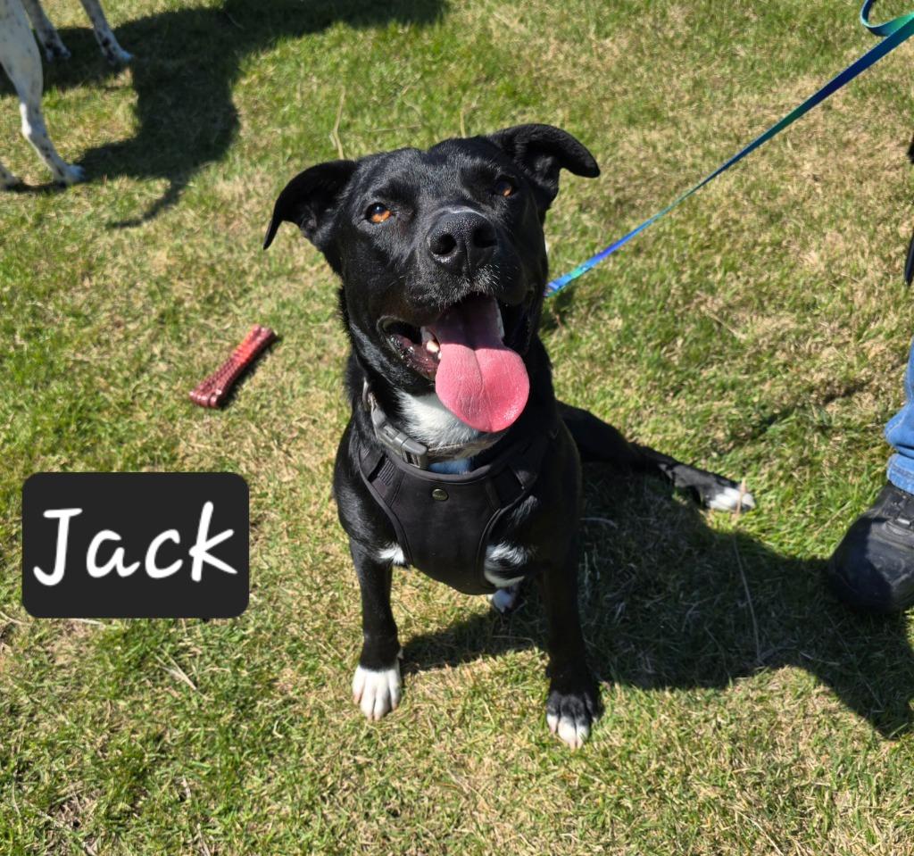 Jack, a Adoptable mixed breed in Maumelle, AR image 6/6