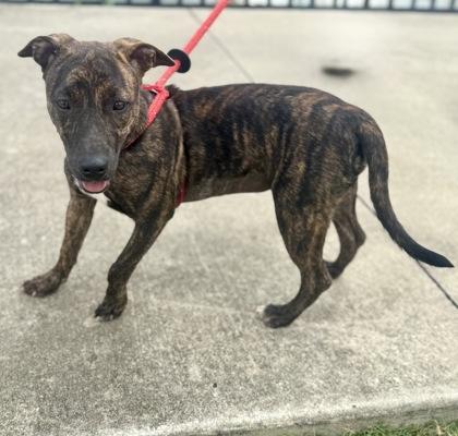 Luna, Adoptable, Puppy Female Pit Bull Terrier & Mixed Breed.