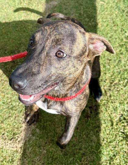 Enlarge Luna, a Adoptable mixed breed in Lewisville, TX image 2/3