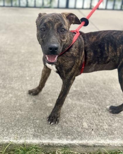 Enlarge Luna, a Adoptable mixed breed in Lewisville, TX image 3/3