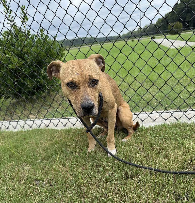 Gia (Abused & neglected sweetheart needs a hero), an adoptable Mixed Breed in Bismarck , ND, 58504 | Photo Image 3