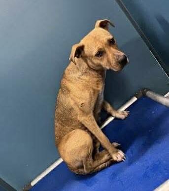 Gia (Abused & neglected sweetheart needs a hero), an adoptable Mixed Breed in Bismarck , ND, 58504 | Photo Image 4