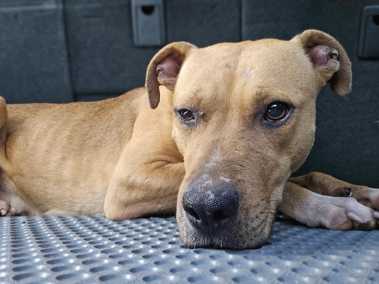 Gia (Abused & neglected sweetheart needs a hero), an adoptable Mixed Breed in Bismarck , ND, 58504 | Photo Image 2