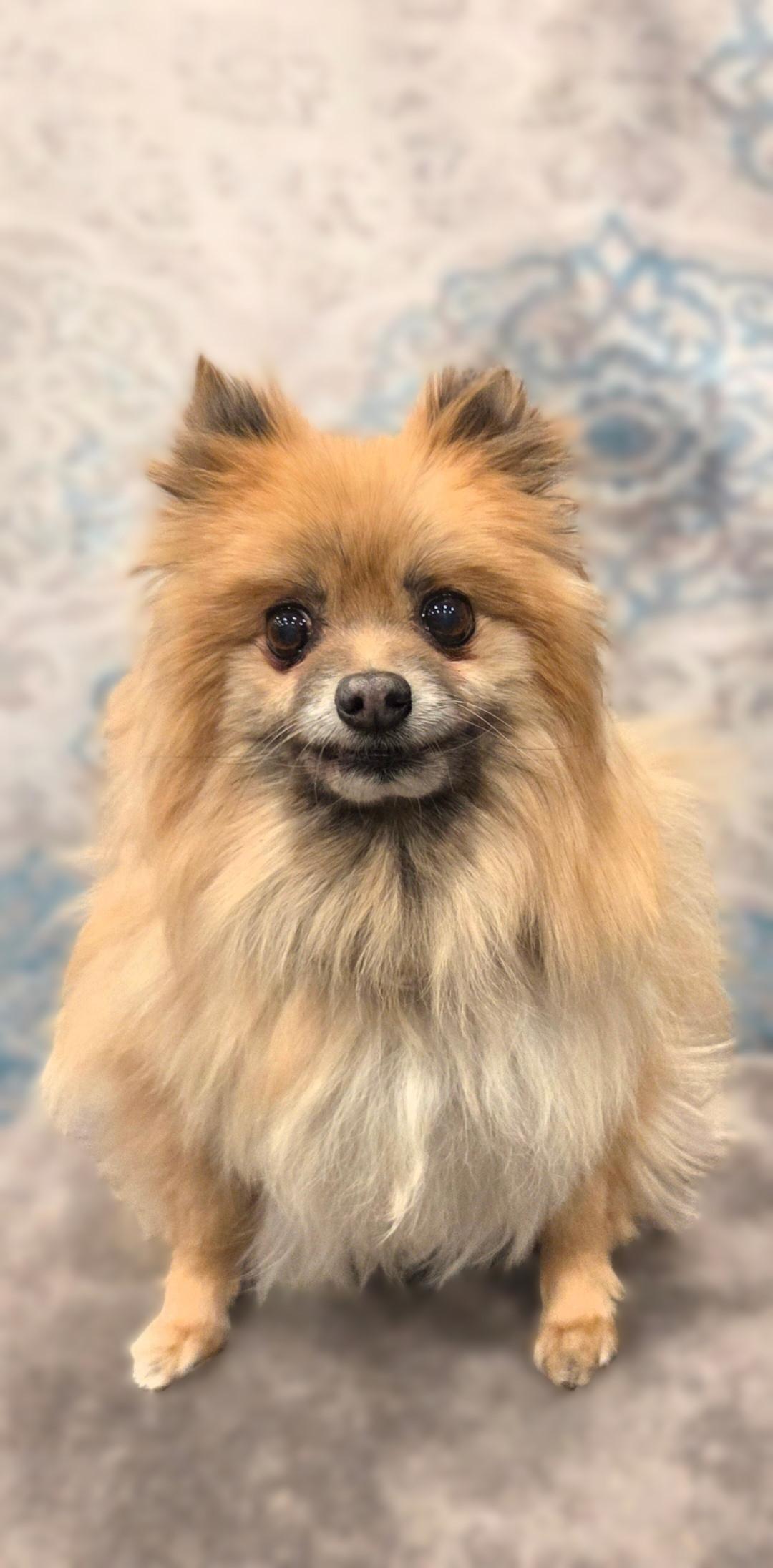 Enlarge Lillie, a ADOPTABLE Pomeranian in Bridgeton, MO image 1/5