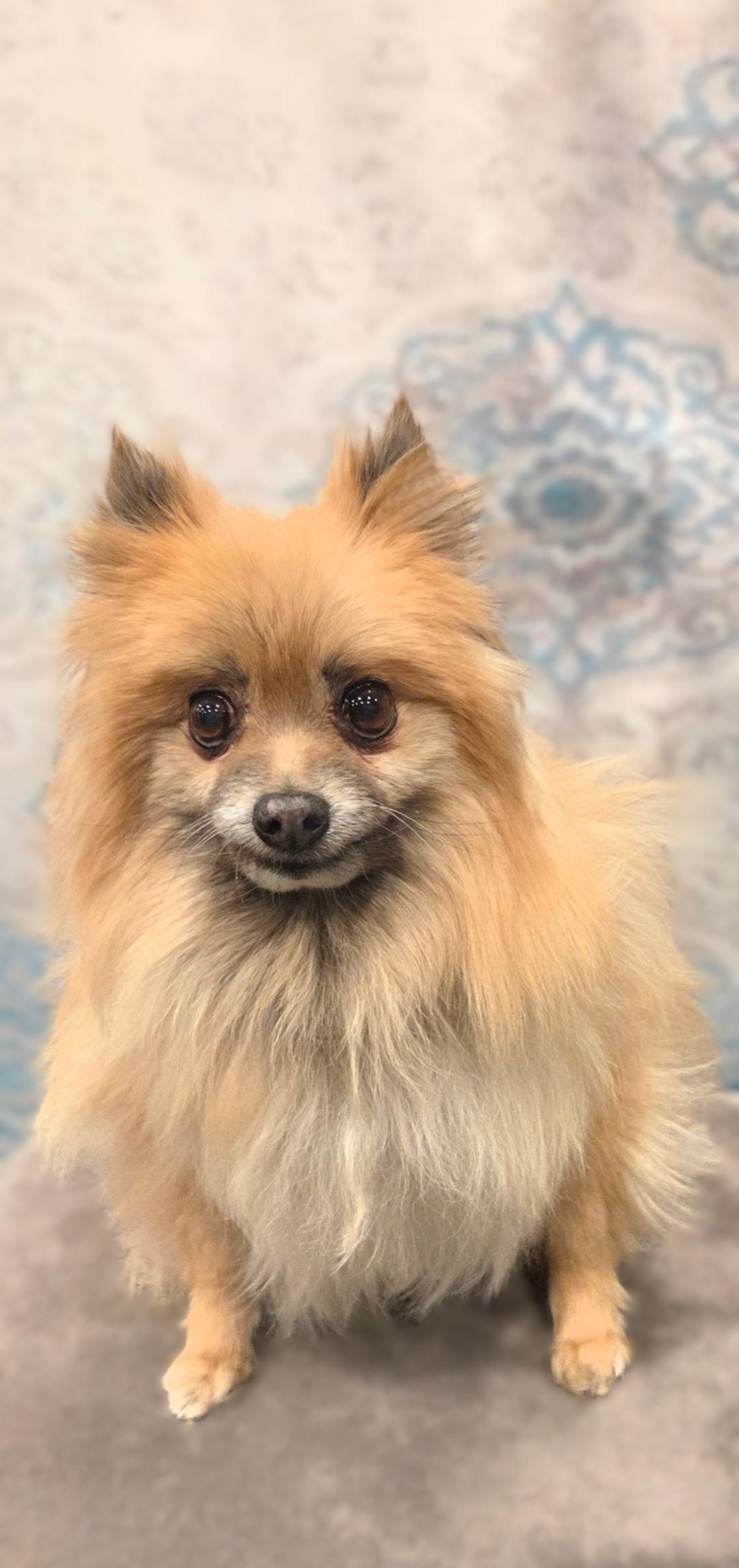 Enlarge Lillie, a ADOPTABLE Pomeranian in Bridgeton, MO image 3/5