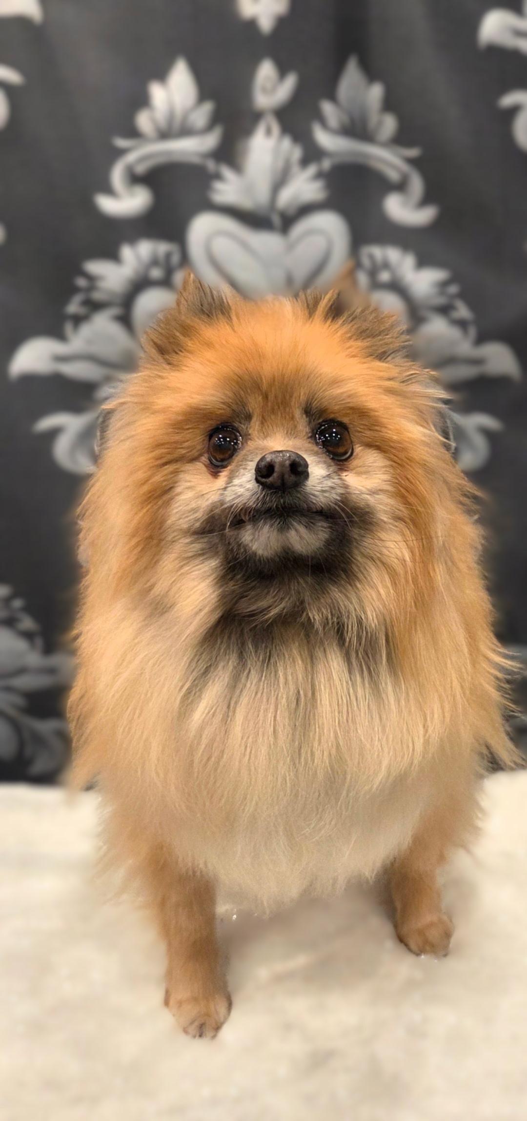 Enlarge Lillie, a ADOPTABLE Pomeranian in Bridgeton, MO image 4/5
