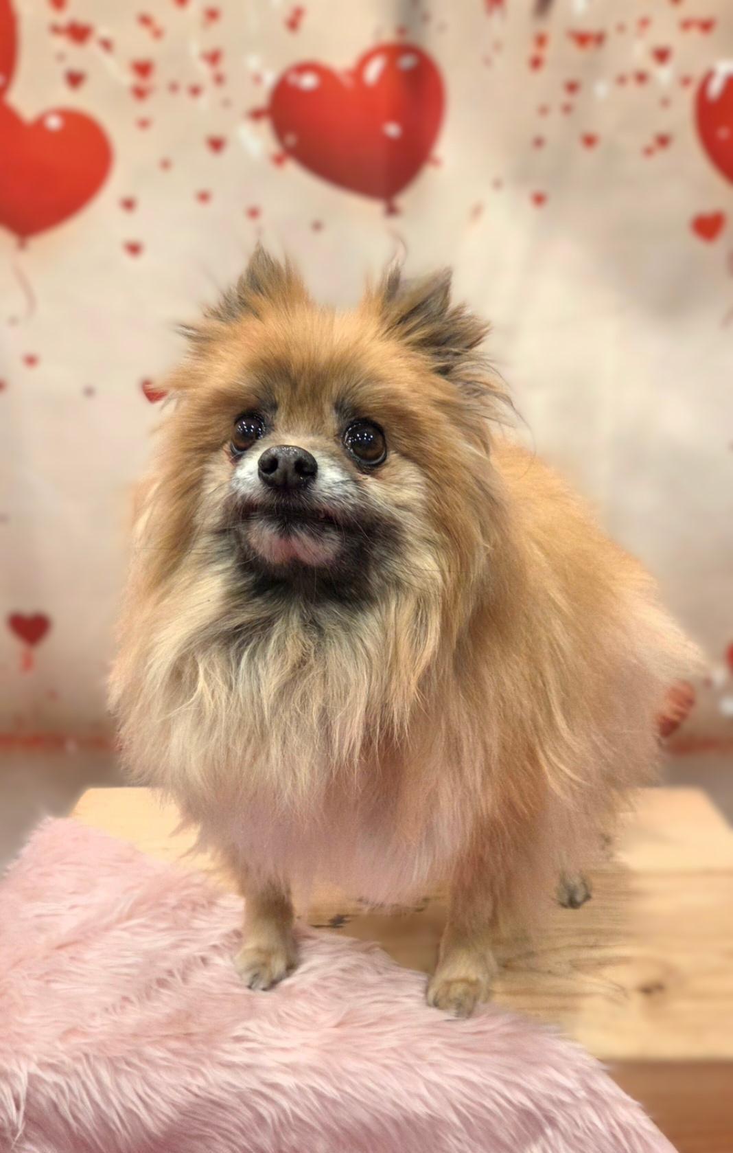 Enlarge Lillie, a ADOPTABLE Pomeranian in Bridgeton, MO image 5/5