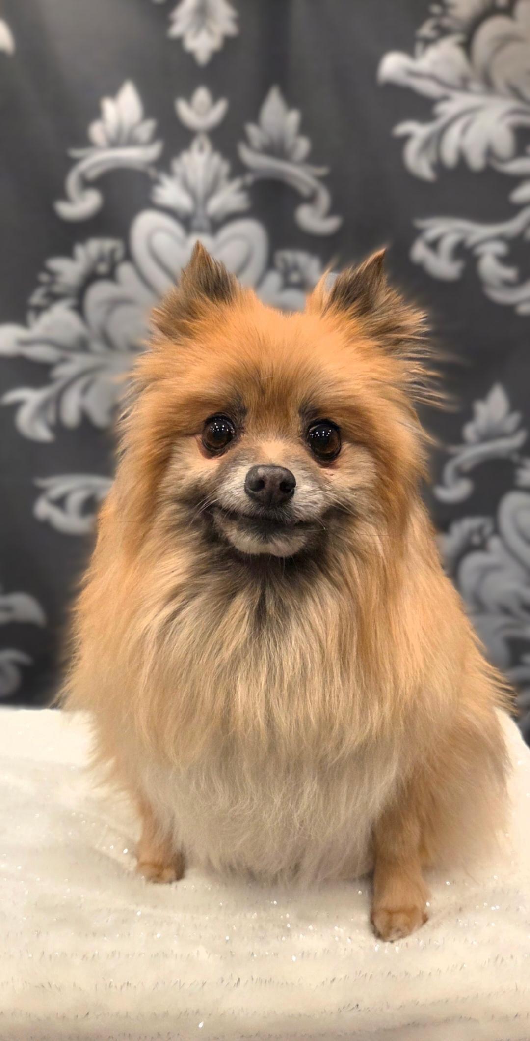 Enlarge Lillie, a ADOPTABLE Pomeranian in Bridgeton, MO image 2/5