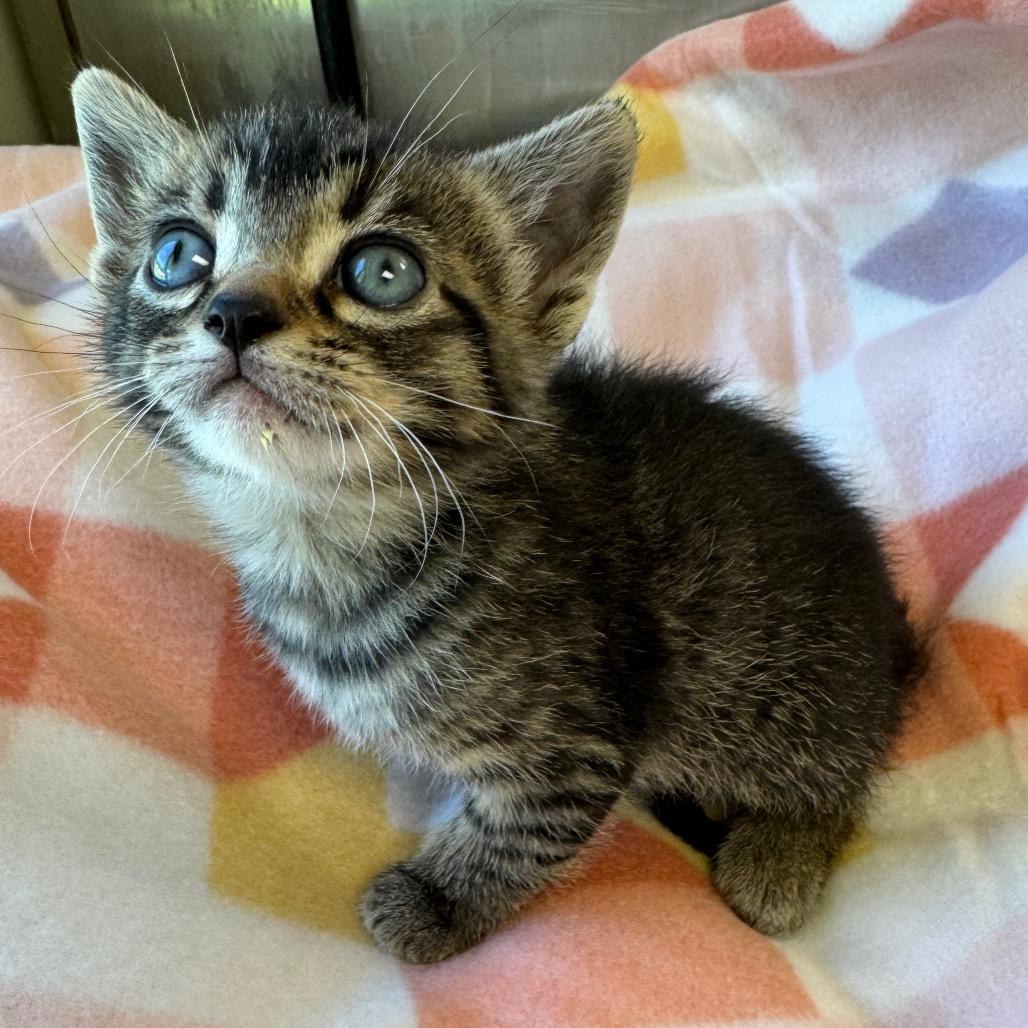 Downy, ADOPTABLE, Kitten Male Domestic Short Hair.