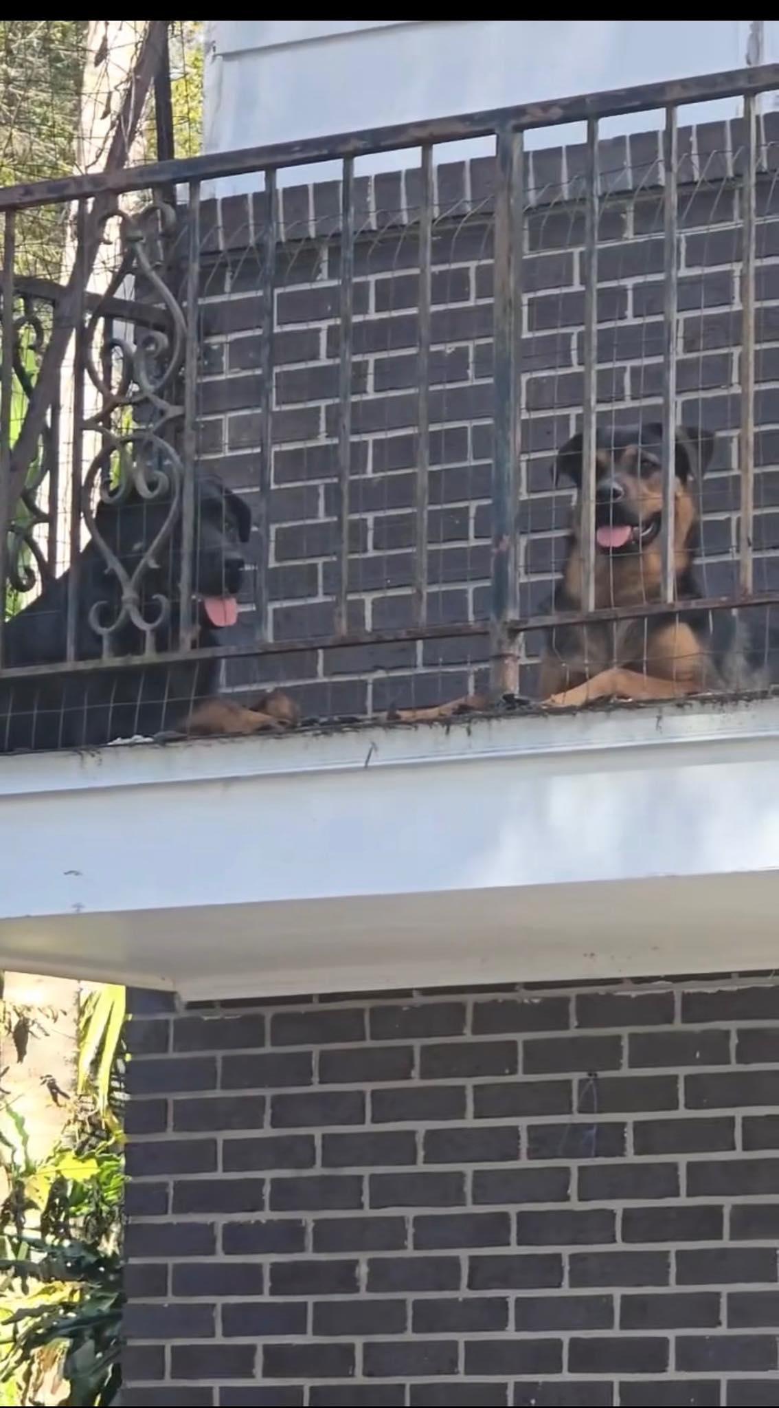 The Balcony Twins , adopted, Young Male German Shepherd Dog & Rottweiler.