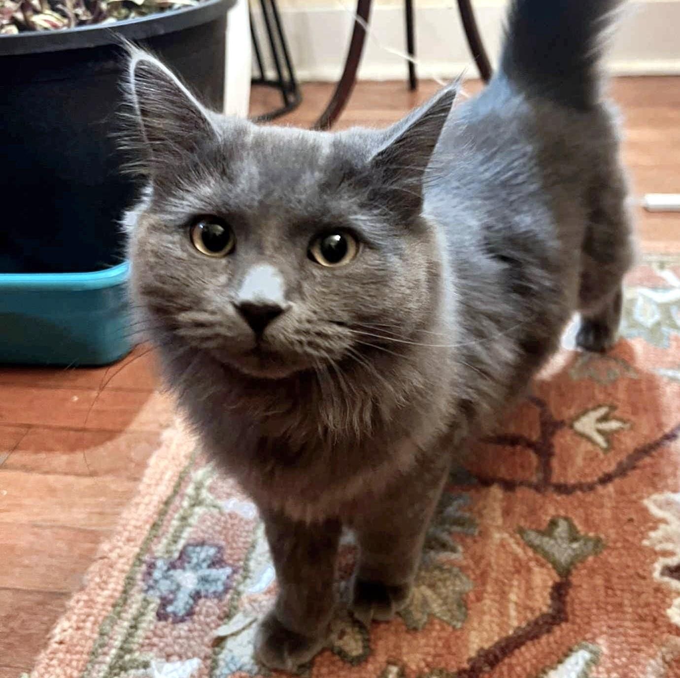 Enlarge Poppy, a Adoptable Domestic Short Hair in Pittsburgh, PA image 1/3