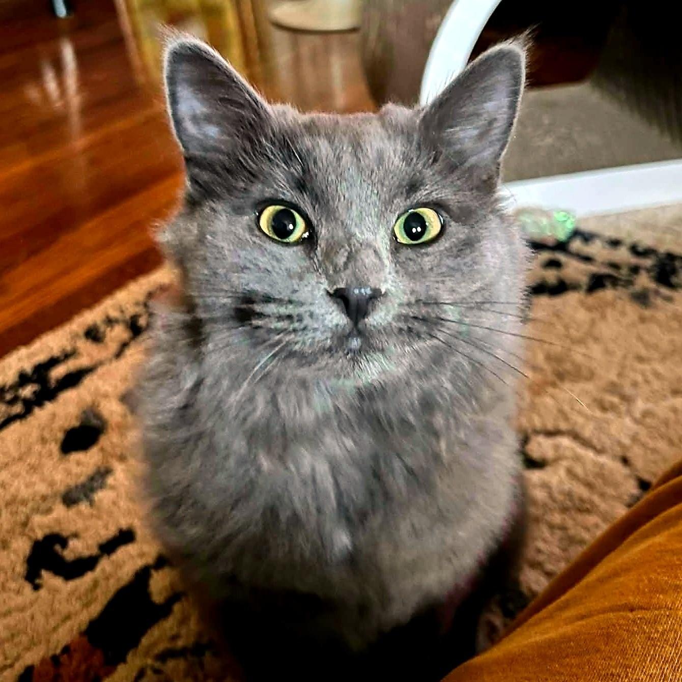 Enlarge Poppy, a Adoptable Domestic Short Hair in Pittsburgh, PA image 2/3