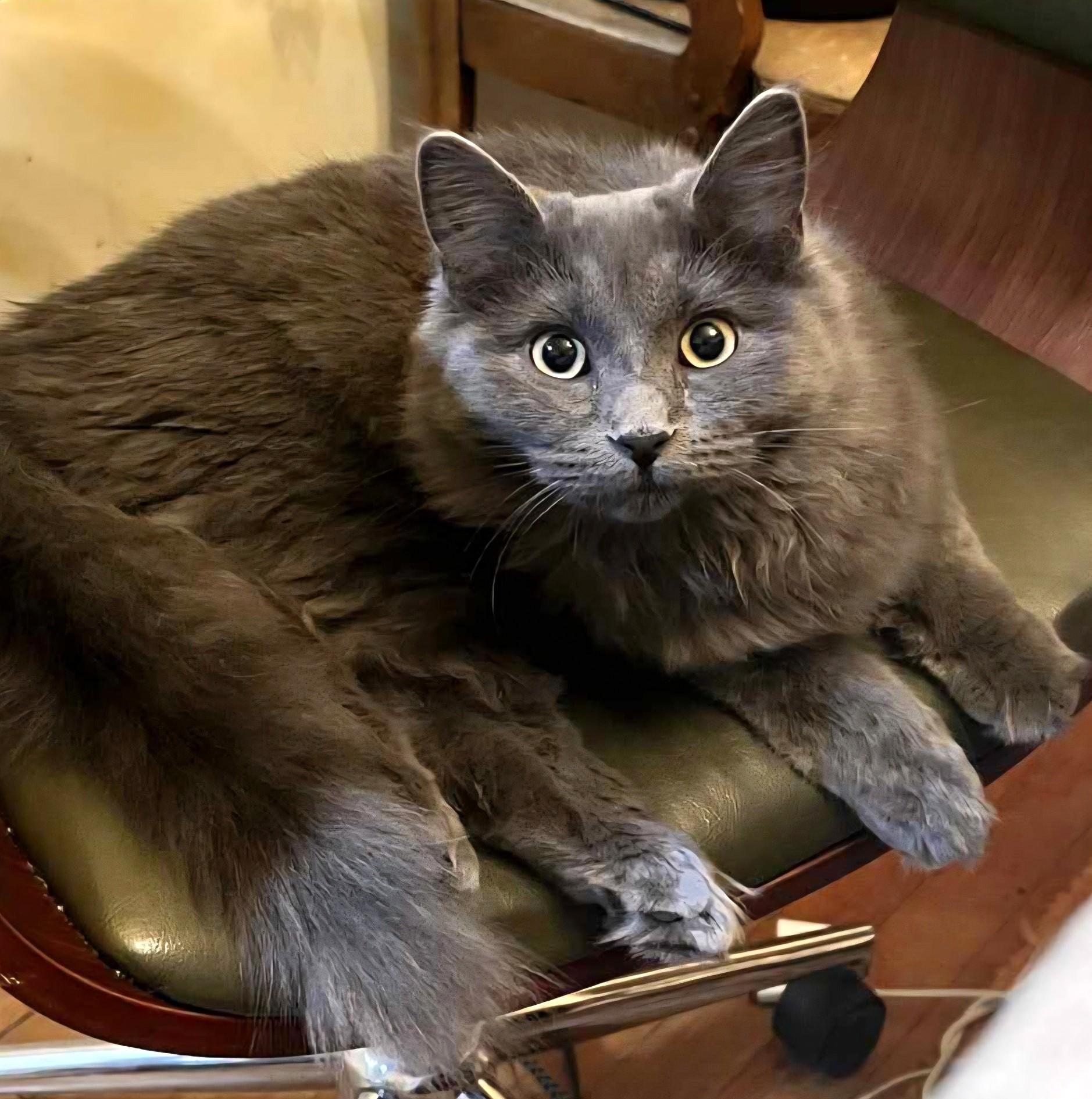 Enlarge Poppy, a Adoptable Domestic Short Hair in Pittsburgh, PA image 3/3