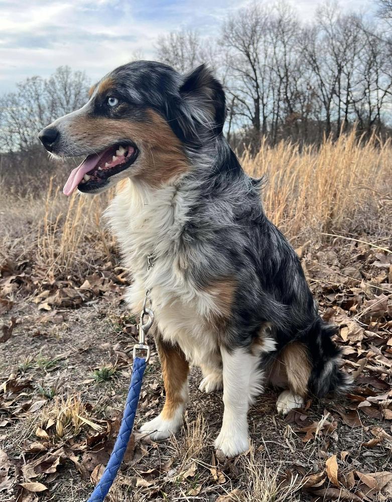 1016 Hunter, a Adoptable Australian Shepherd in Joplin, MO image 3/4