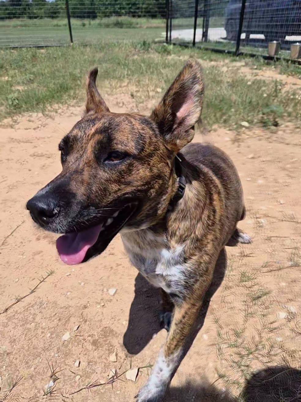 Enlarge Rubi, a ADOPTABLE mixed breed in Montague, TX image 1/1