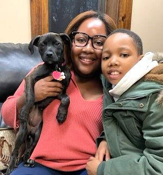 Autumn, Adopted, Puppy Female Chocolate Labrador Retriever.