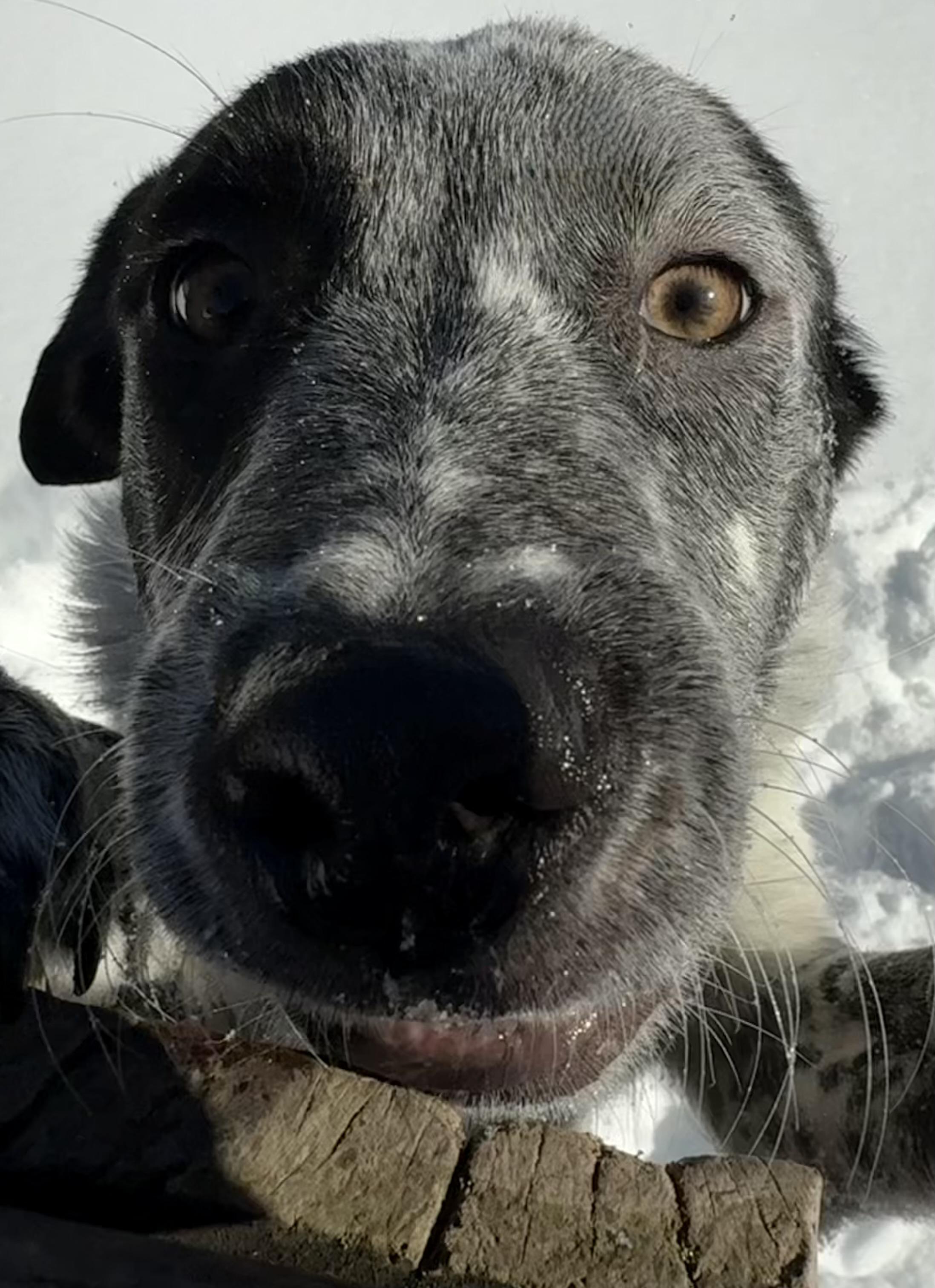 Sawyer, ADOPTABLE, Young Male Border Collie & Australian Shepherd.