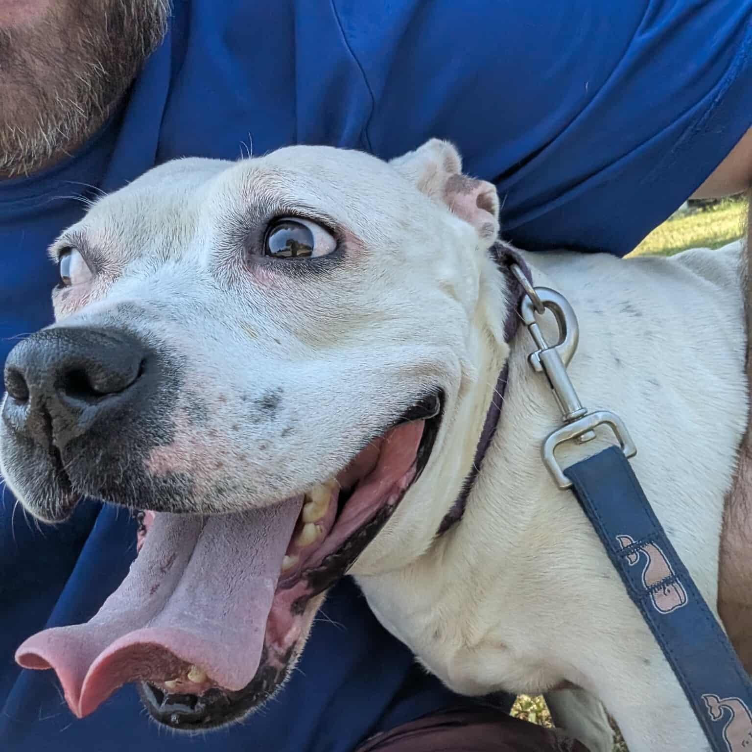Freckles: Foster-to-adopt available