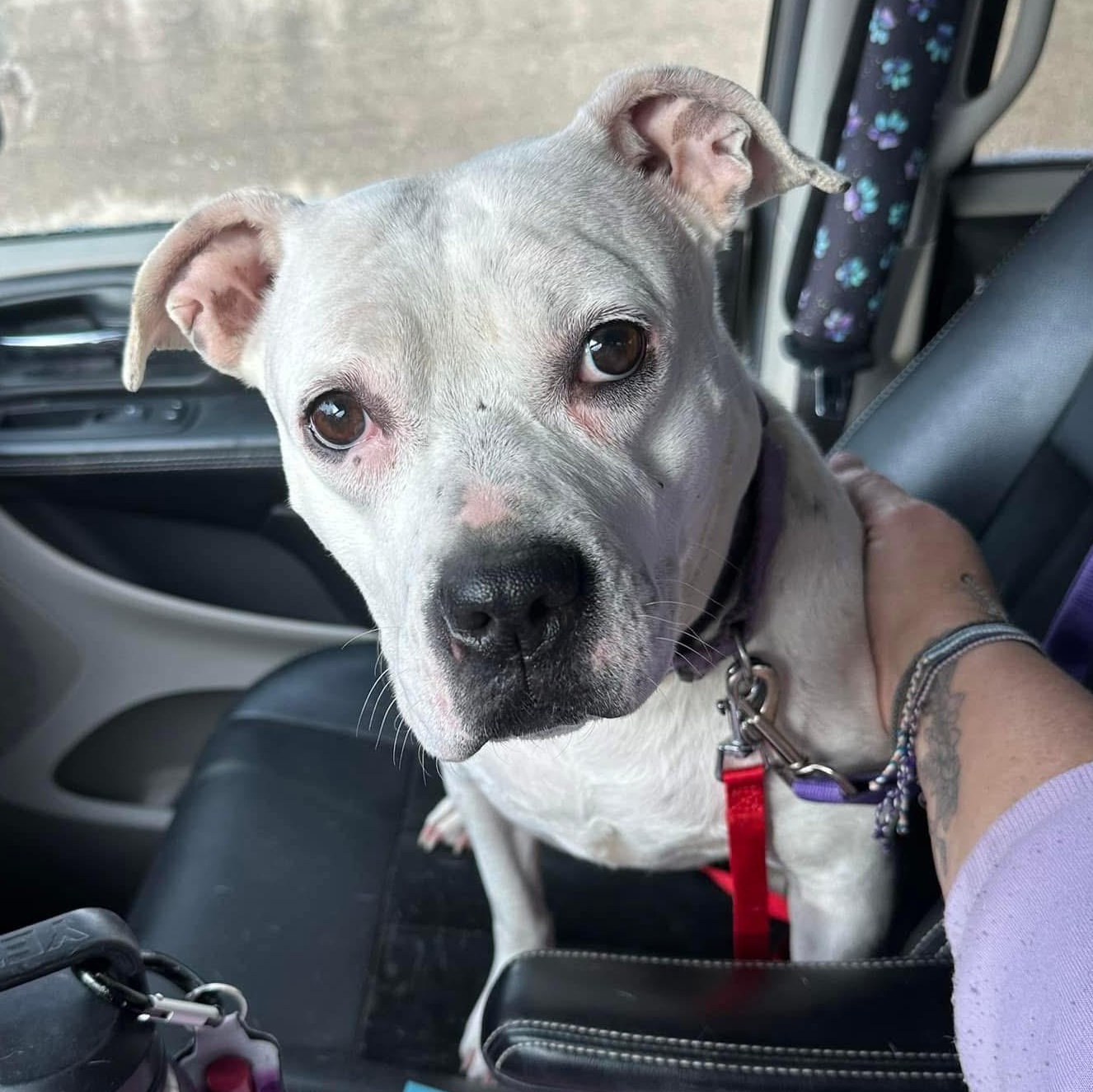 Freckles: Foster-to-adopt available
