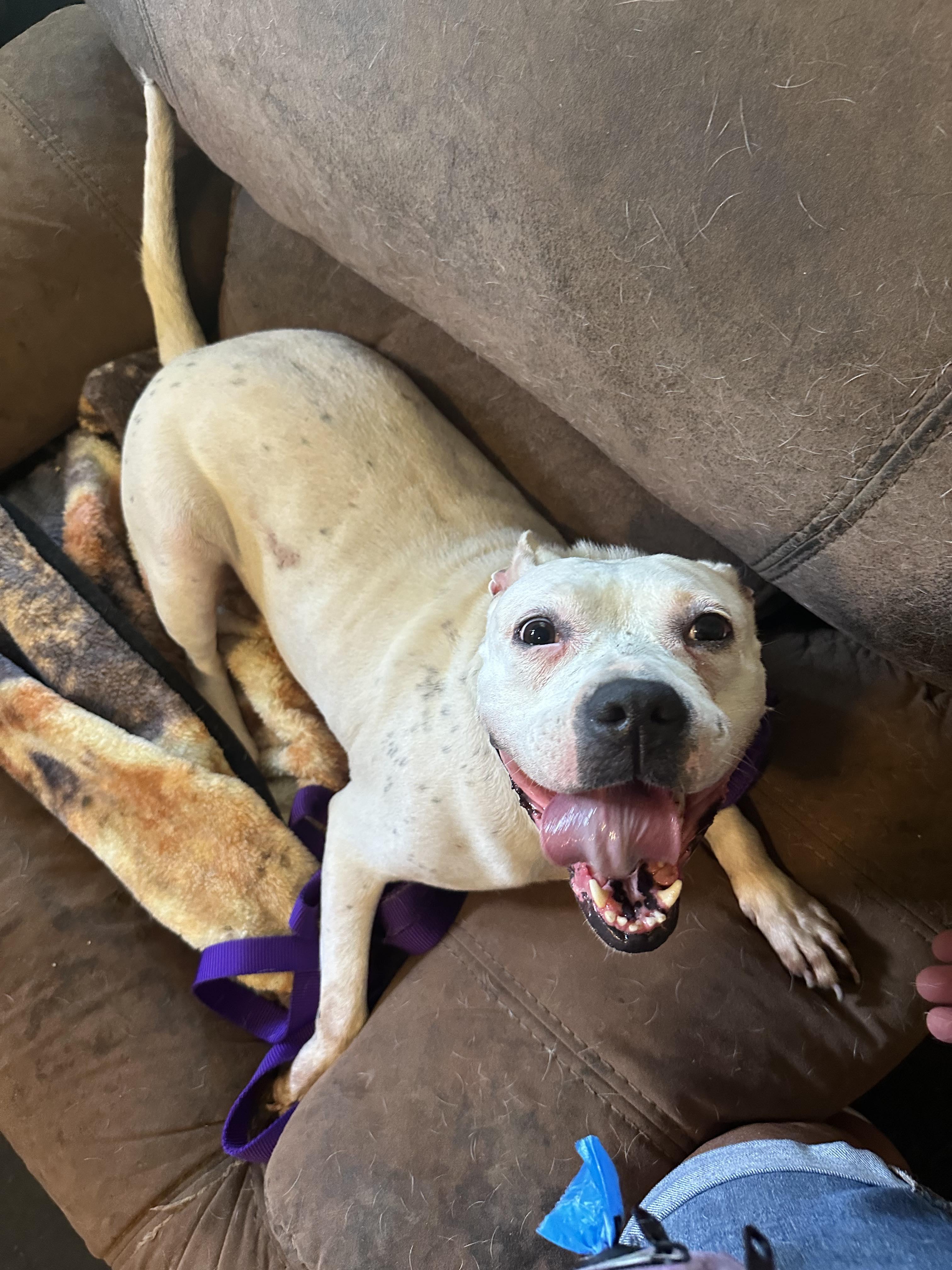 Freckles: Foster-to-adopt available