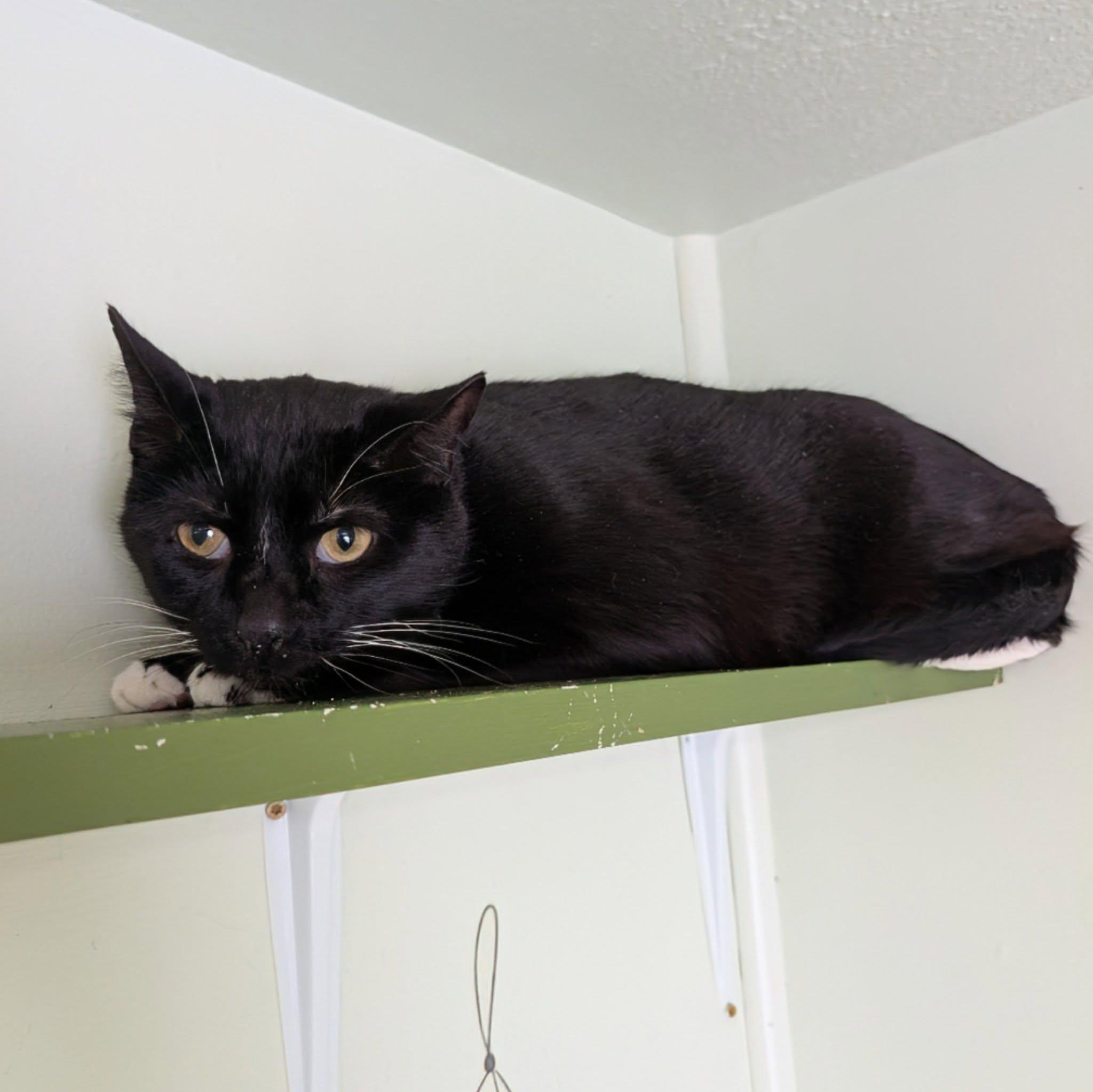 Anakin, ADOPTABLE, Senior Male Domestic Short Hair.