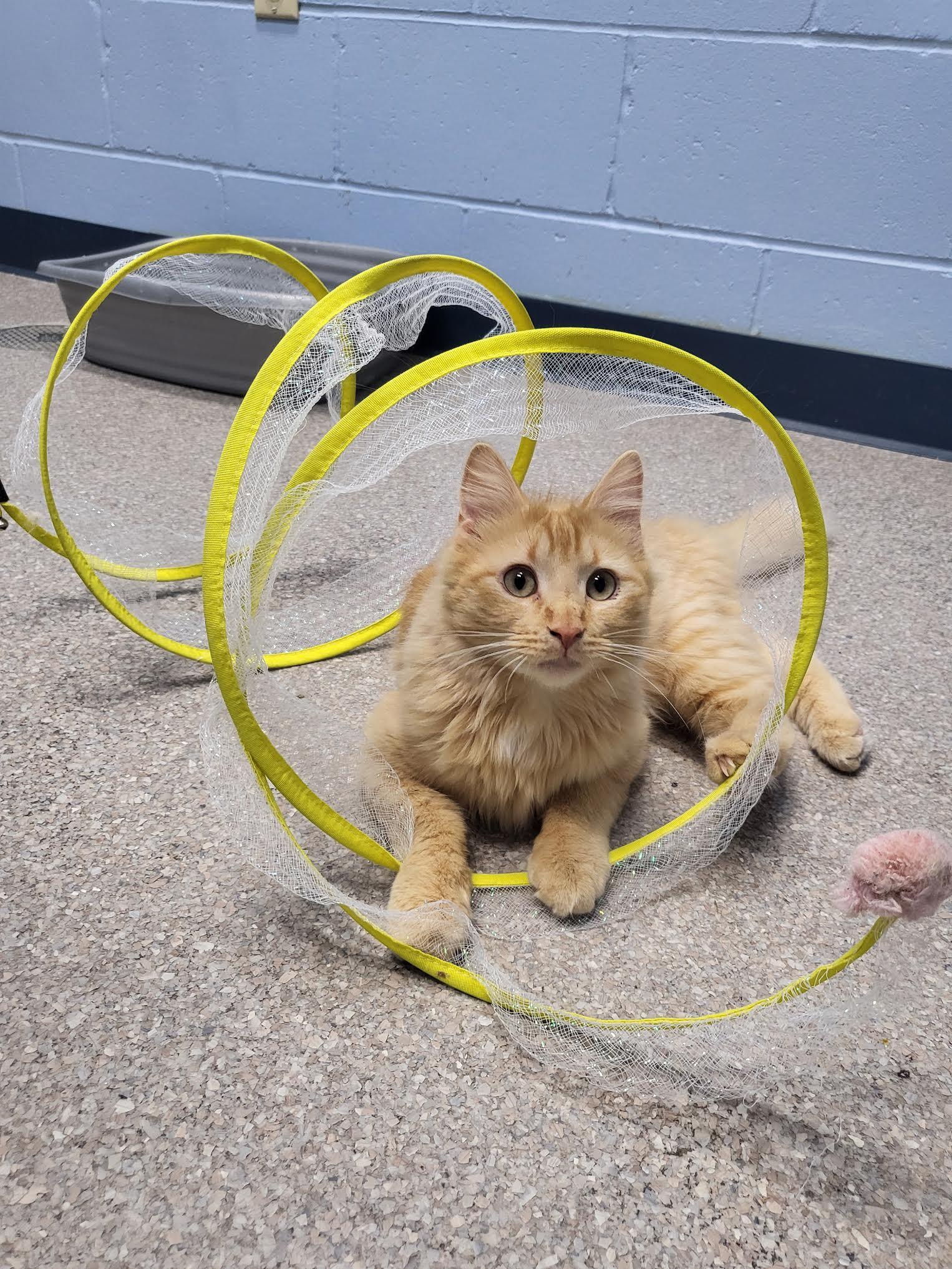 Percy, ADOPTABLE, Young Male Domestic Long Hair.