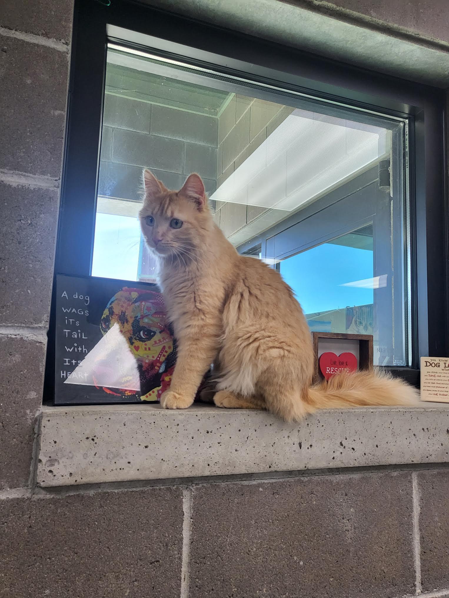 Enlarge Percy, a ADOPTABLE Domestic Long Hair in Homer, AK image 2/2