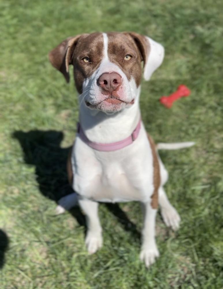 Enlarge Brownie, a Adoptable mixed breed in Bemidji, MN image 1/2
