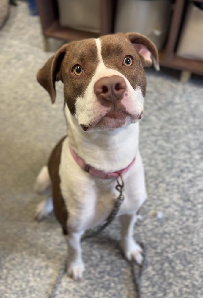 Enlarge Brownie, a Adoptable mixed breed in Bemidji, MN image 2/2