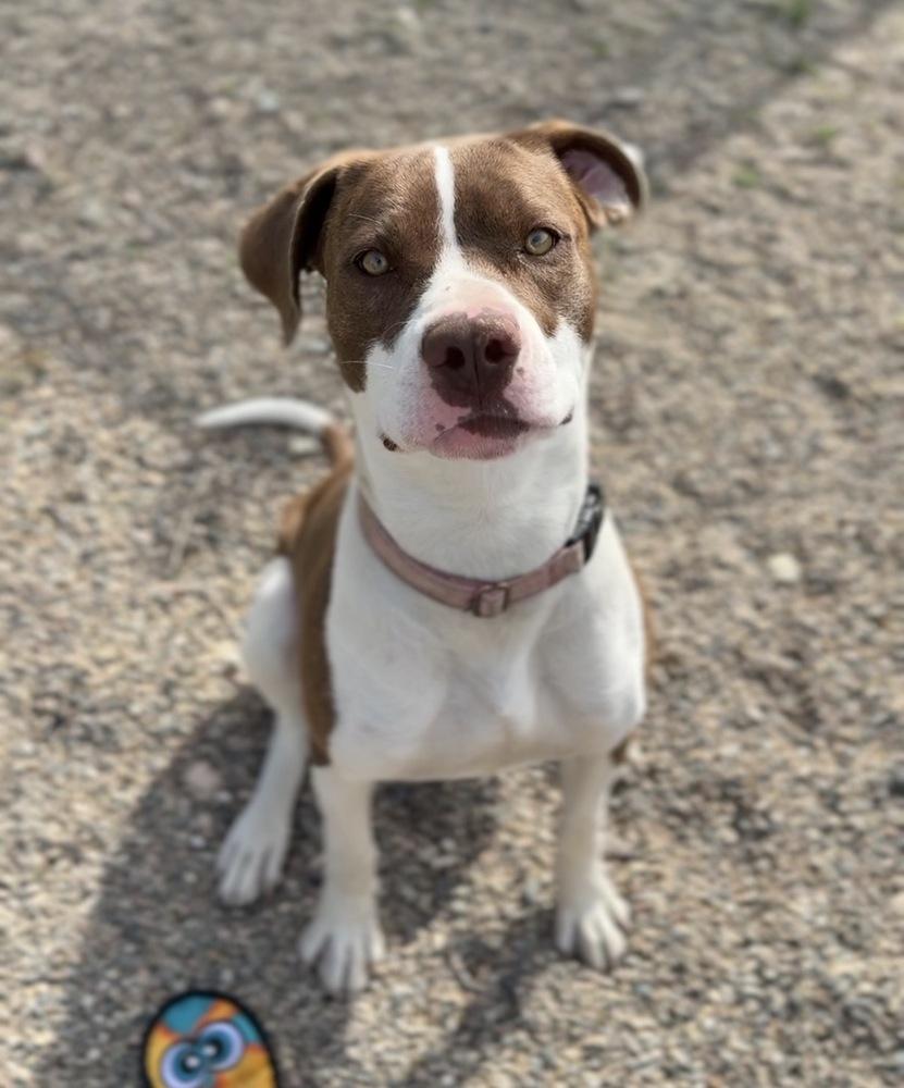 Enlarge Brownie, a Adoptable mixed breed in Bemidji, MN image 3/5
