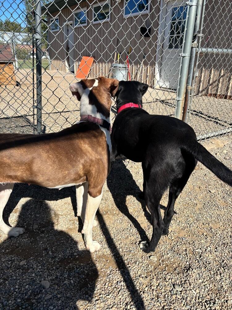 Enlarge Brownie, a Adoptable mixed breed in Bemidji, MN image 4/5
