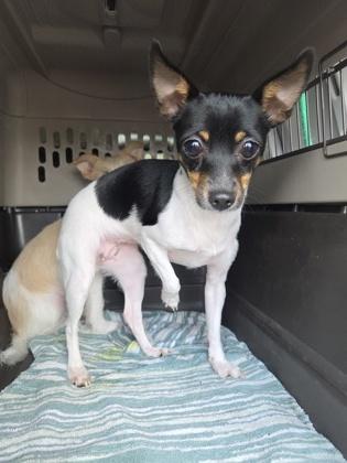 Mabel, Adoptable, Young Female Rat Terrier & Chihuahua.